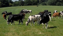 Keep an eye on grass growth as magic day can arrive from early April for some farms – be prepared to manage a surplus instead of a grass deficit